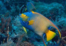 Angelfish ферзя на рифе мелассы, ключевом Largo, ключах Флориды Стоковые Изображения Angelfish ферзя на рифе мелассы, ключевом Largo, ключах Флориды Стоковые Изображения