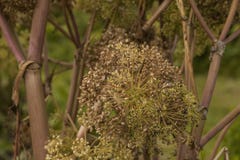 Angelica Archangelica - the plant used in culinary Stock Images Angelica Archangelica - the plant used in culinary Stock Images