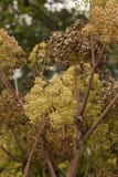 Angelica Archangelica - the plant used in culinary Stock Photography Angelica Archangelica - the plant used in culinary Stock Photography