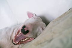 Angielski Bull terrier właśnie budził się i ziewać obraz stock Angielski Bull terrier właśnie budził się i ziewać obraz stock