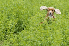 Angielski szczeniak Cocker spaniel na trawy tle zdjęcie stock Angielski szczeniak Cocker spaniel na trawy tle zdjęcie stock