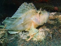 Anglerfish Royalty Free Stock Photo