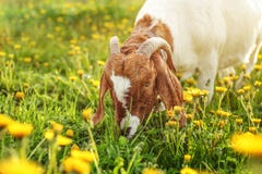 Anglo nubian goat male billy grazing on meadow full of dandeli royalty free stock images Anglo nubian goat male billy grazing on meadow full of dandeli royalty free stock images