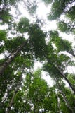 Angolo basso degli alberi della natura nella foresta verde, rinfrescante, per lo sfondo naturale fotografie stock libere da diritti Angolo basso degli alberi della natura nella foresta verde, rinfrescante, per lo sfondo naturale fotografie stock libere da diritti