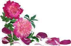 Angolo dai fiori rosa scuri della peonia illustrazione vettoriale Angolo dai fiori rosa scuri della peonia illustrazione vettoriale