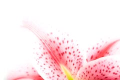 Angolo del fiore isolato su briciolo immagini stock libere da diritti Angolo del fiore isolato su briciolo immagini stock libere da diritti