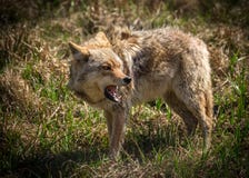 Angry Coyote With Open Mouth Royalty Free Stock Photos Angry Coyote With Open Mouth Royalty Free Stock Photos