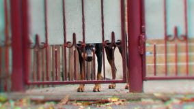 Angry dog behind the fence