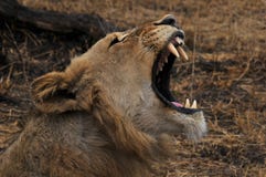 Open Mouth Lion Images Hd