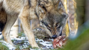 angry-looking-gray-wolf-tearing-meat-off