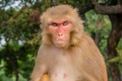 Angry Monkey Staring At The Camera Stock Photo