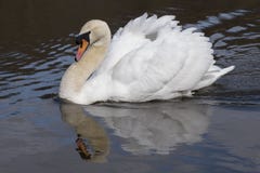 An angry swan on the Ornamental Pond royalty free stock images An angry swan on the Ornamental Pond royalty free stock images