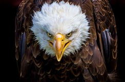 An angry north american bald eagle