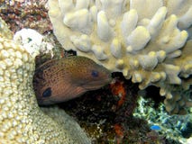 Anguila de Moray verde gigante Fiji Fotografía de archivo Anguila de Moray verde gigante Fiji Fotografía de archivo