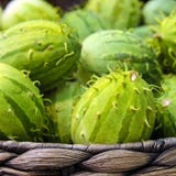 Anguria de Cucumis, cackrey, concombre marron, cornichon indien occidental et courge indienne occidentale Deco-fruits jaunes et c photo libre de droits Anguria de Cucumis, cackrey, concombre marron, cornichon indien occidental et courge indienne occidentale Deco-fruits jaunes et c photo libre de droits