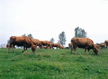 angus arkivfoton angus arkivfoton