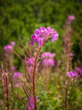 Angustifolium Chamerion обыкновенно известное как цветки fireweed стоковое изображение rf Angustifolium Chamerion обыкновенно известное как цветки fireweed стоковое изображение rf