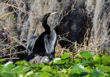 Anhinga on Lily Pad Spatterdock Hammock, Okefenokee Swamp National Wildlife Refuge Stock Photography Anhinga on Lily Pad Spatterdock Hammock, Okefenokee Swamp National Wildlife Refuge Stock Photography