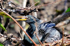 Anhinga masculino en la jerarquía en humedales, la Florida del sur fotografía de archivo Anhinga masculino en la jerarquía en humedales, la Florida del sur fotografía de archivo