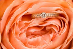 Anillos de bodas con la rosa rosada imagen de archivo libre de regalías Anillos de bodas con la rosa rosada imagen de archivo libre de regalías