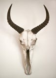 Anima Skull With Horns Stock Images