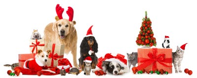 Animais de estimação do Natal Animais de estimação do Natal