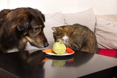 Animais de estimação e vegetais fotografia de stock Animais de estimação e vegetais fotografia de stock