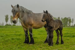 Animais de exploração agrícola - cavalo de esboço holandês fotografia de stock Animais de exploração agrícola - cavalo de esboço holandês fotografia de stock