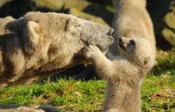 animal d'ours polaire animal d'ours polaire