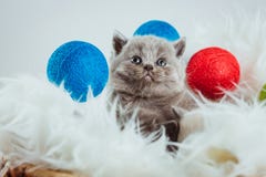 Animal de chat de babys de chaton image stock Animal de chat de babys de chaton image stock