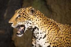 Animal de faune de grand chat, jaguar sud-américain Photos stock Animal de faune de grand chat, jaguar sud-américain Photos stock