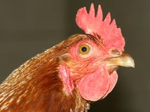 Animal de ferme de poule de poulet photo libre de droits Animal de ferme de poule de poulet photo libre de droits