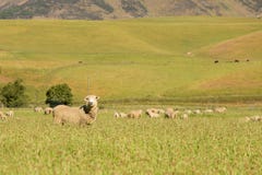 Animal de ferme de moutons images libres de droits Animal de ferme de moutons images libres de droits