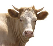 Animal del campo - vista lateral de la vaca, 5 años, colocándose fotografía de archivo Animal del campo - vista lateral de la vaca, 5 años, colocándose fotografía de archivo