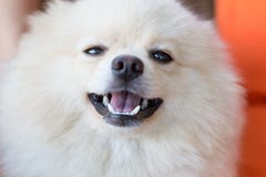 Animal familier mignon, pomeranian blanc de visage de plan rapproché photographie stock libre de droits Animal familier mignon, pomeranian blanc de visage de plan rapproché photographie stock libre de droits