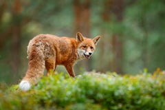 Animal, green environment. Fox in green forest. Cute Red Fox, Vulpes vulpes, at forest with flowers, moss stone. Wildlife scene fr royalty free stock photography Animal, green environment. Fox in green forest. Cute Red Fox, Vulpes vulpes, at forest with flowers, moss stone. Wildlife scene fr royalty free stock photography