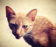 Animal, Photography, Background Stock Photography Animal, Photography, Background Stock Photography