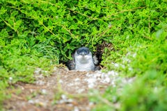 Animal: Pinguim em Austrália foto de stock Animal: Pinguim em Austrália foto de stock