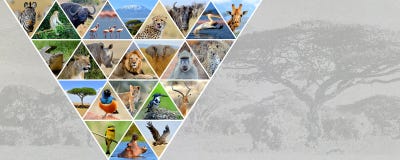 Animales del africano del collage de la foto foto de archivo Animales del africano del collage de la foto foto de archivo