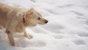 Animales domésticos en naturaleza - un golden retriever hermoso se sienta en un bosque nevado del invierno, vídeo de la cámara le almacen de video Animales domésticos en naturaleza - un golden retriever hermoso se sienta en un bosque nevado del invierno, vídeo de la cámara le almacen de video