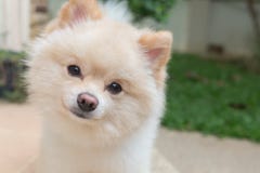 Animales domésticos lindos del pequeño perro de Pomeranian amistosos en hogar imagen de archivo libre de regalías Animales domésticos lindos del pequeño perro de Pomeranian amistosos en hogar imagen de archivo libre de regalías