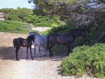 Animales en el salvaje en naturaleza: una familia de caballos con adultos y el refugio del potro del sol en la isla de Menorca en fotografía de archivo Animales en el salvaje en naturaleza: una familia de caballos con adultos y el refugio del potro del sol en la isla de Menorca en fotografía de archivo