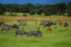Animales en los llanos de ?frica imágenes de archivo libres de regalías Animales en los llanos de ?frica imágenes de archivo libres de regalías
