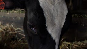Animali domestici del movimento lento che mangiano fieno in granaio Mucche del bestiame che pascono sull'azienda agricola archivi video Animali domestici del movimento lento che mangiano fieno in granaio Mucche del bestiame che pascono sull'azienda agricola archivi video