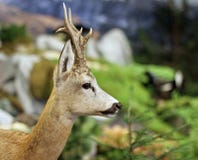 Animali selvatici dei daini della foresta fotografia stock Animali selvatici dei daini della foresta fotografia stock