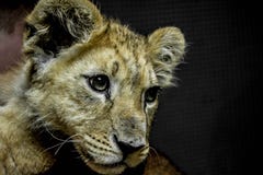 Animals royalty free stock photos Animals royalty free stock photos