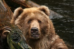 Animals: Bear Looking At You Stock Photography