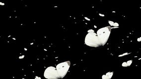 White Color Butterflies Flight Transparent Background Videos 02 Stock  Footage - Video of fishes, transparent: 219694108