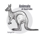 Animaux de kangourou d'Australie illustration libre de droits Animaux de kangourou d'Australie illustration libre de droits
