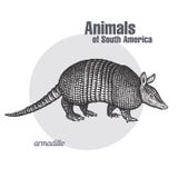 Animaux de tatou de l'Amérique du Sud illustration de vecteur Animaux de tatou de l'Amérique du Sud illustration de vecteur